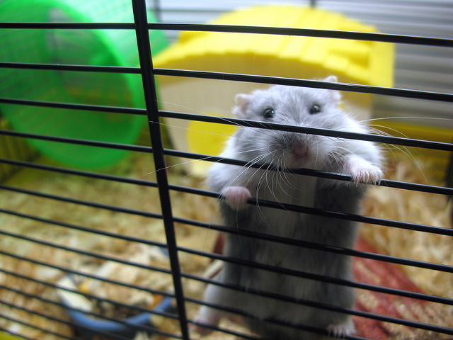 
        
        Sad hamster in a cage
        